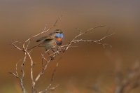 Slavik modracek tundrovy - Luscinia svecica - Bluethroat 4426